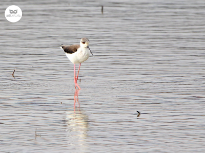 Cigüeñuela común (Himantopus himantopus)