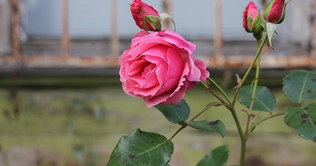  Manfaat  bunga  mawar  bagi  lingkungan  rumah 