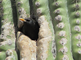 Bird Looks From Home in Saguaro Cactus