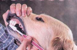 como-cepillar-los-dientes-a-mi-perro-video-fotos-cuidado-dental-canes