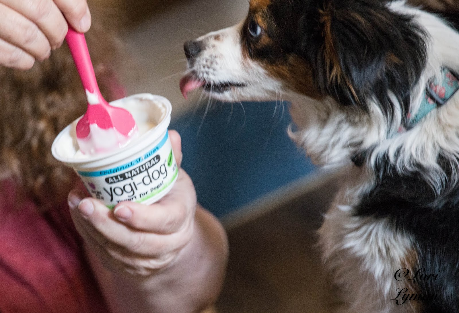 Fair Dinkum Doggies Love YogiDog