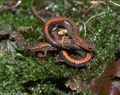 salamandra de espalda roja Plethodon cinereus