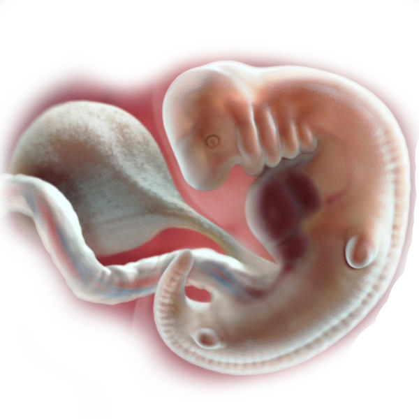 baby growth in womb, baby development in womb