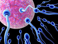 ciri sperma pria berkualitas subur