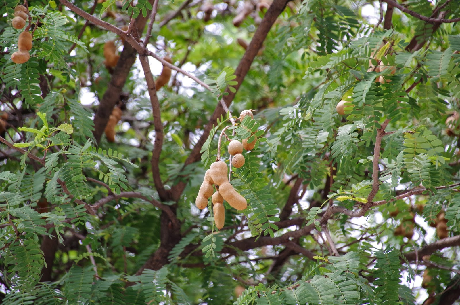 Trees and Plants: Tamarind Tree