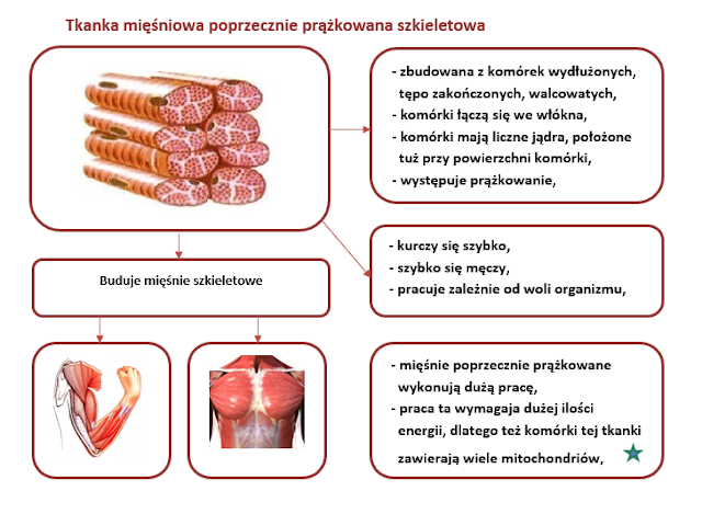 Tkanki Nabłonkowa Mięśniowa I Nerwowa I.2. TKANKI ZWIERZĘCE klasa VI