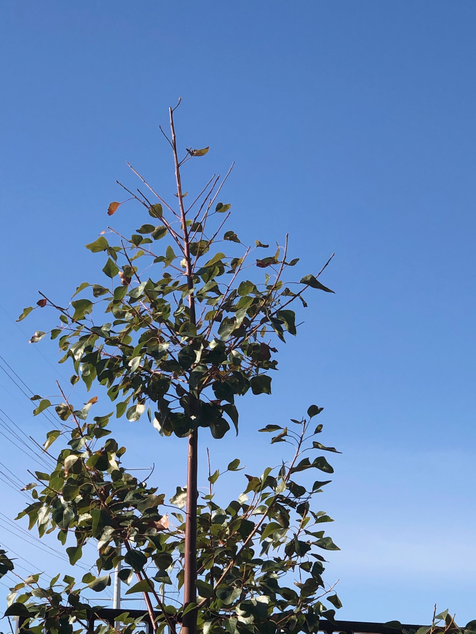 Xtremehorticulture of the Desert Bottle Trees Dropping Leaves Probably
