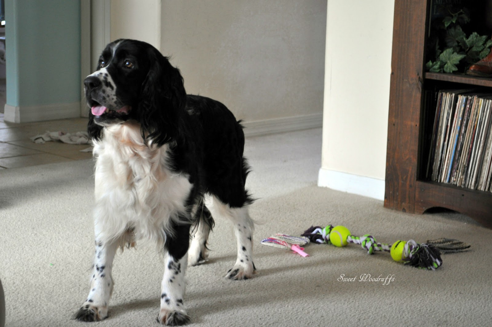 Sweet Woodruffs Springer Spaniel rescue and foster