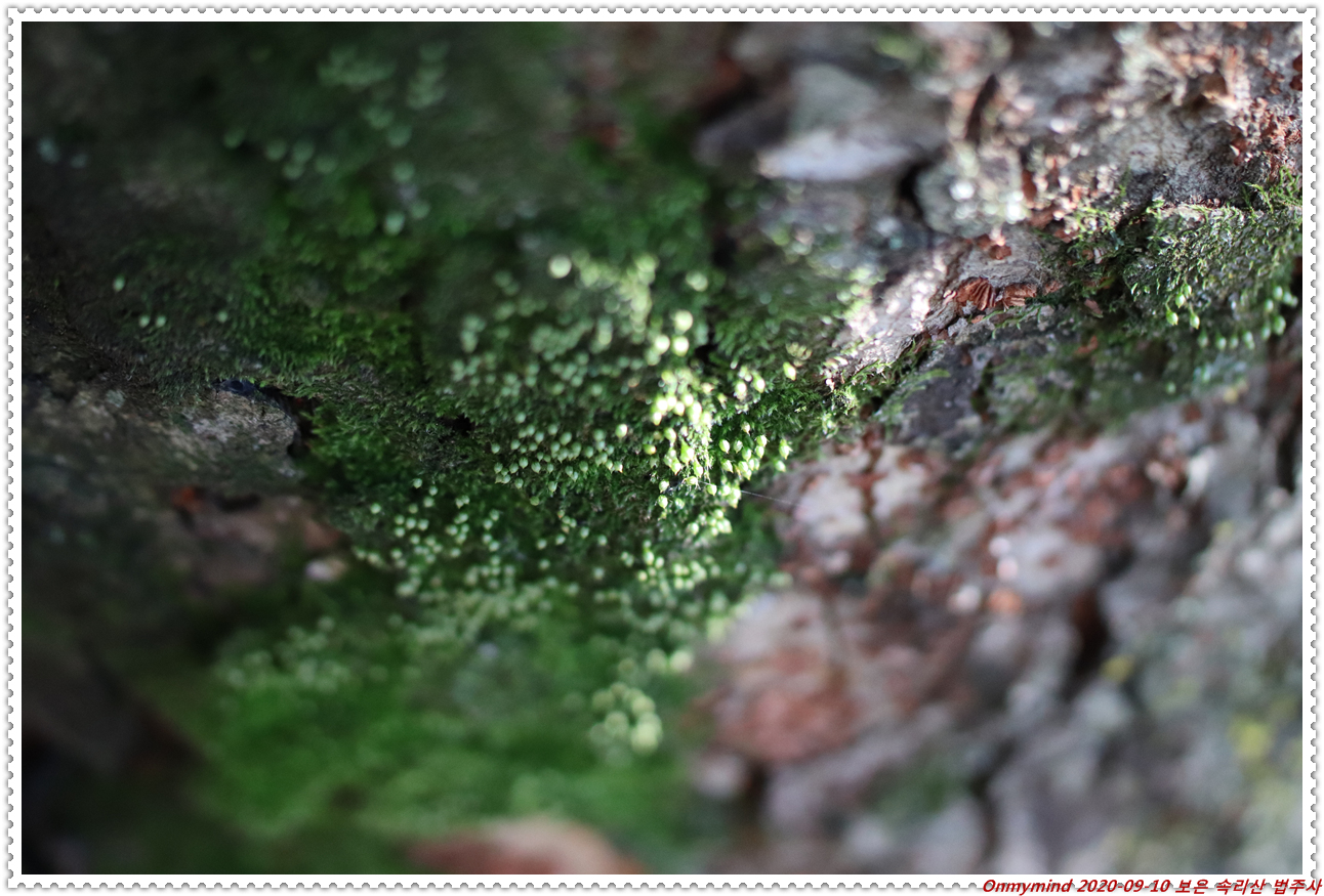 속리산 법주사 속리산 법주사