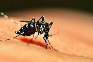 PB tem 32 cidades que podem ter surto de dengue, zika e chikungunya