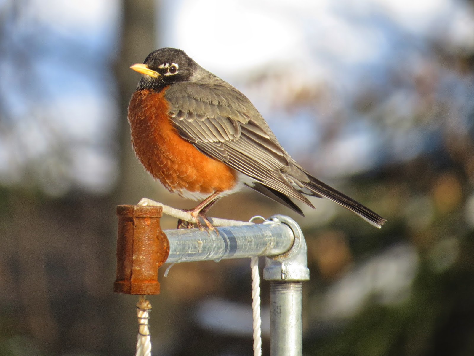 Birds of Raymondale, Falls Church, VA The American Robin