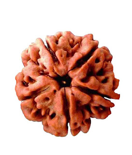 5-Mukhi Rudraksh