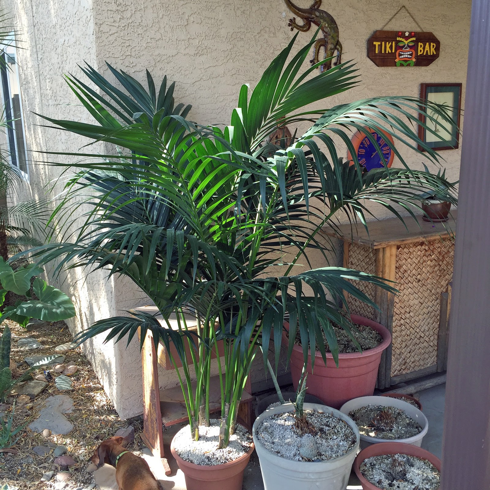 Brad�s Tropical Paradise Growing a Kentia palm outdoors