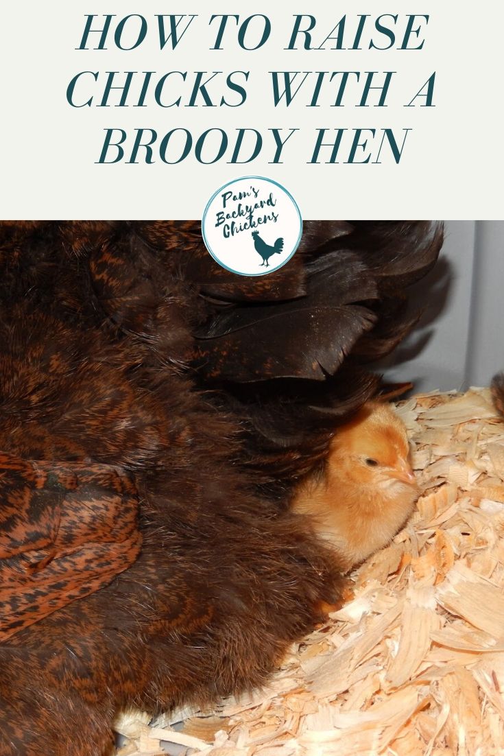 Pam's Backyard Chickens How to Raise Chicks With a Broody Hen