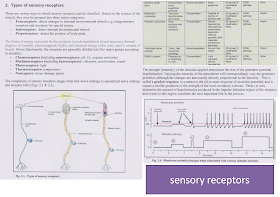 Medical Concept maps : Nervous system