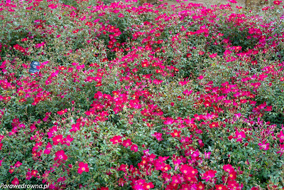 Powsin ogród botaniczny PAN róże