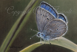 Silvery Blue Butterfly Painting in pastel by Colette Theriault