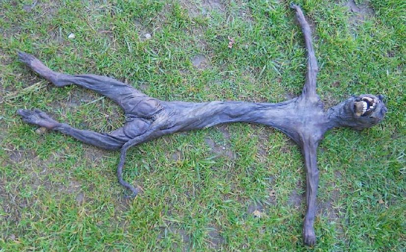 The Sniper ¿El cadáver de un alien o de un animal terrestre?