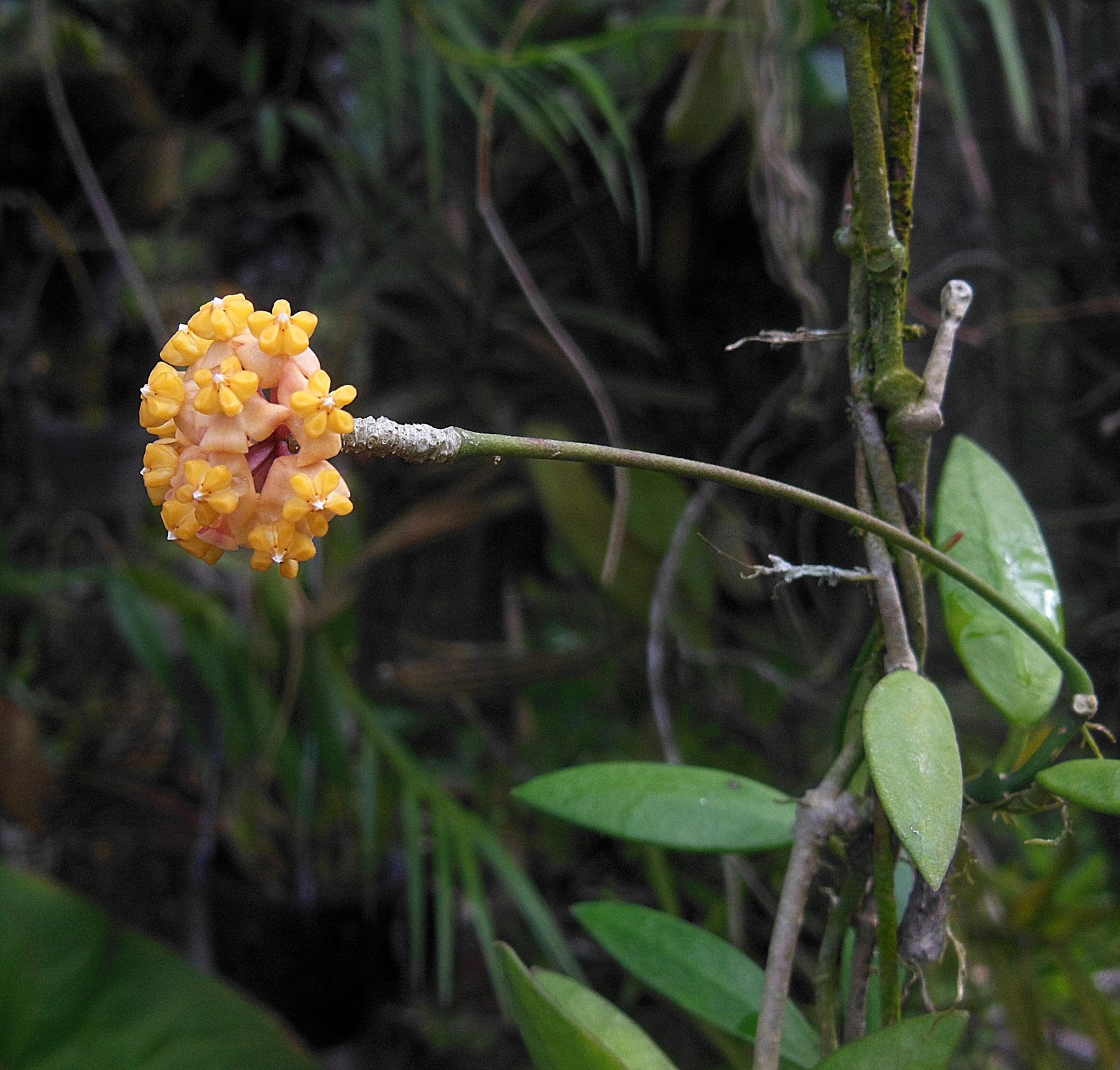 the petite hoya myrmecopa