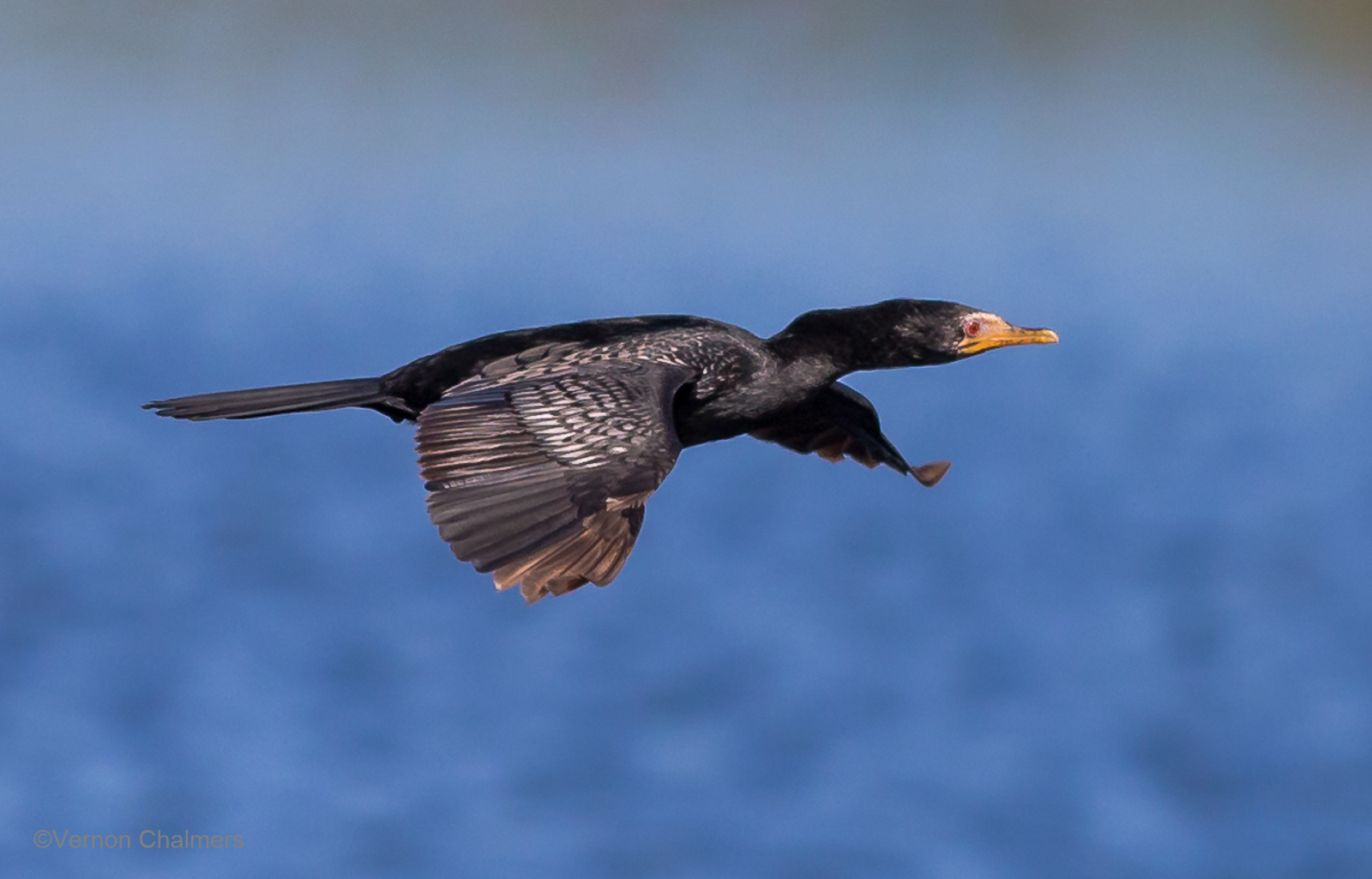 Vernon Chalmers Photography Cormorant in Flight Canon EOS 6D / 400mm Lens