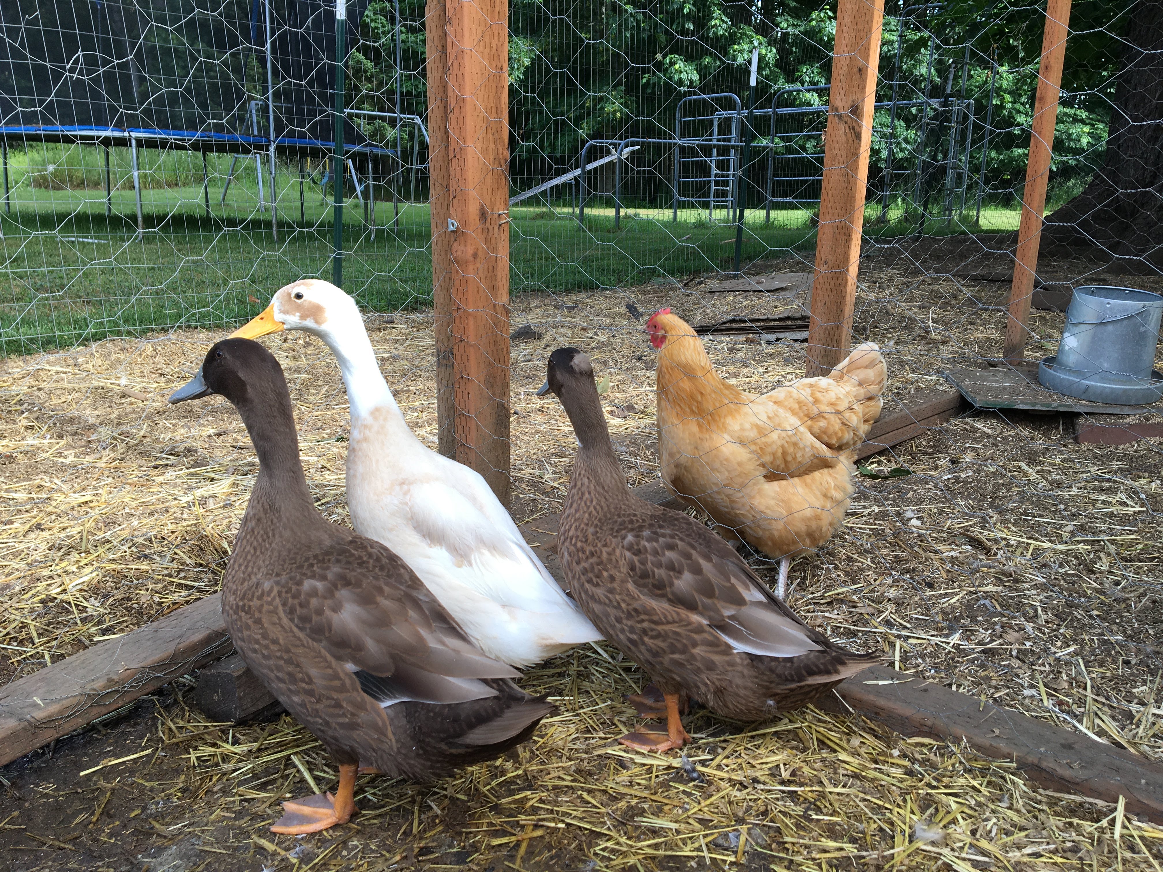 Raising Ducks vs. Chickens Our First Experiences as Duck Owners