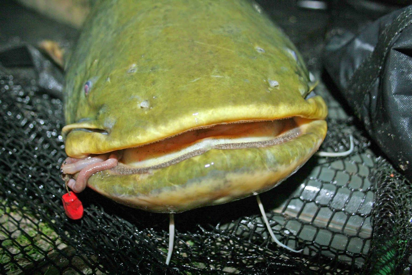 Duncan Charmans World of Angling Now is the time to catch catfish on