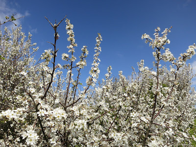 Blackthorn blossom (white) against a blue sky.