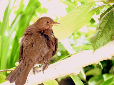 Bird In Tree By Raintree Annie