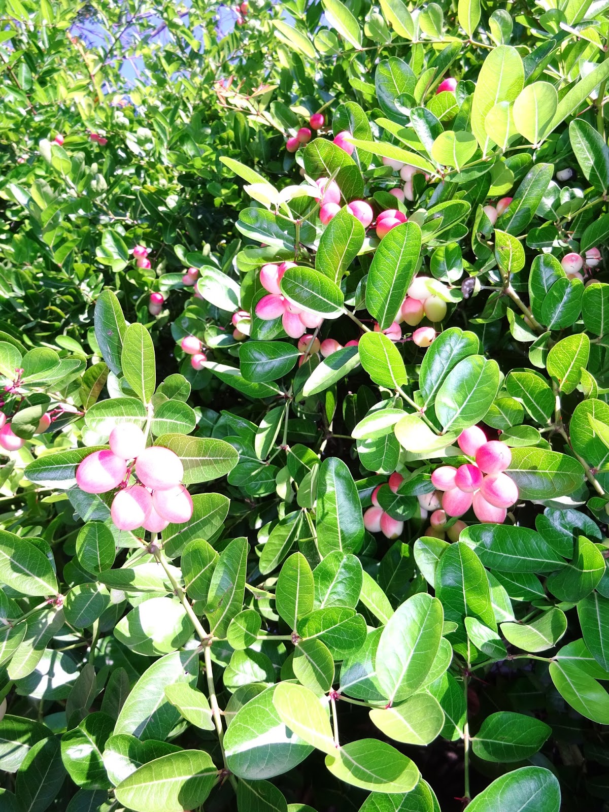 Melihat Pohon Gharqad dari Dekat | Telapak Jombang
