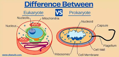 Difference between prokaryotic and eukaryotic cell