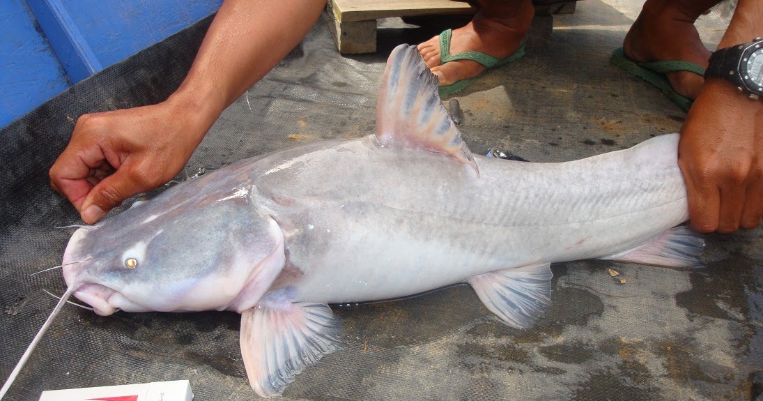 Deskripsi, Morfologi dan Klasifikasi Ikan Baung - GO-PERIKANAN