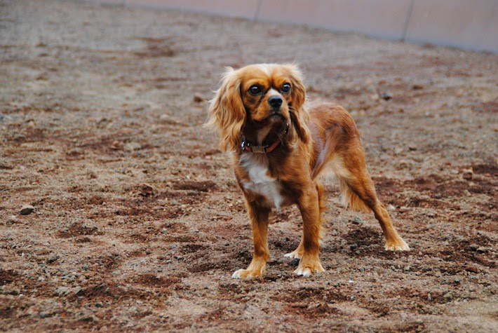 cavalier king charles spaniel