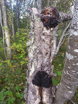 Chaga (Inonotus obliquus)