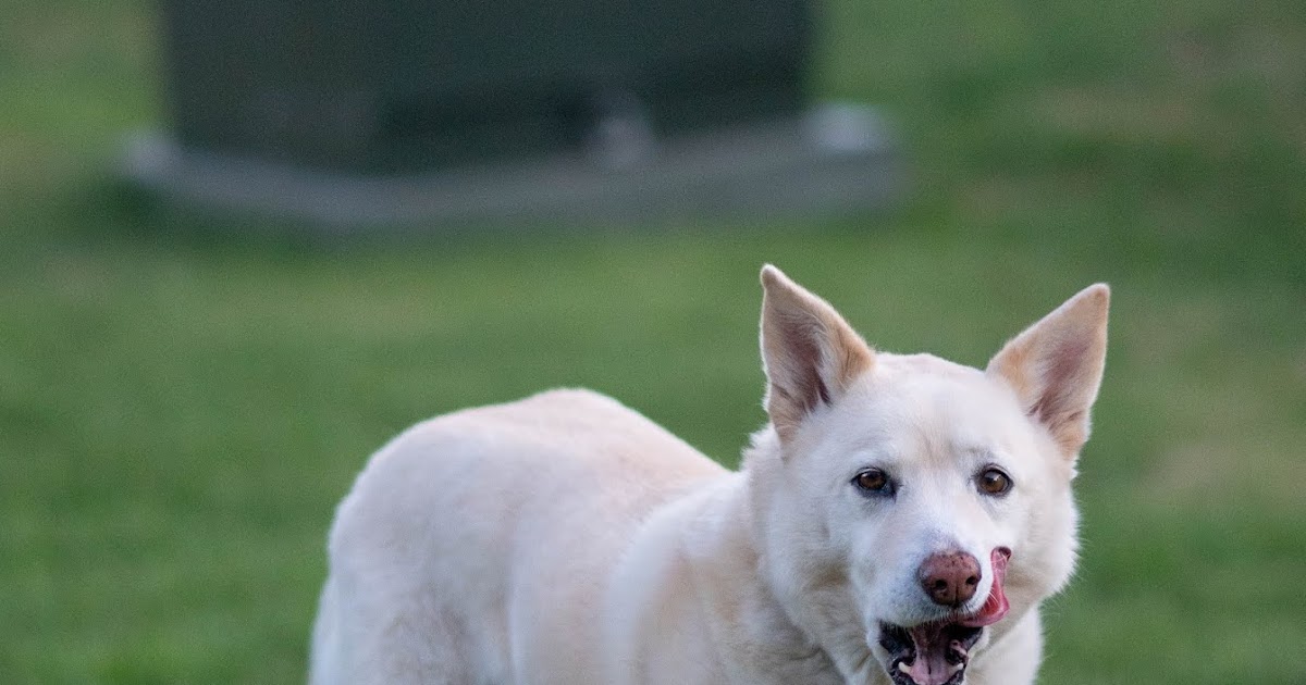 Pek Güzel Köpek Resimleri Gezilmeye Değer Yerler Seyahat Tur Rehberi