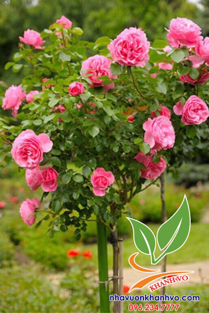 Hồng thân gỗ Tree Rose A3336f714985a9dbf094