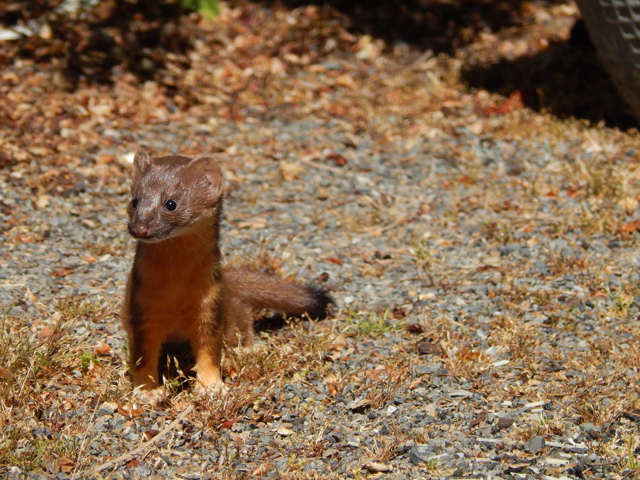 Shoreline Area News Wild creatures among us Longtailed Weasel