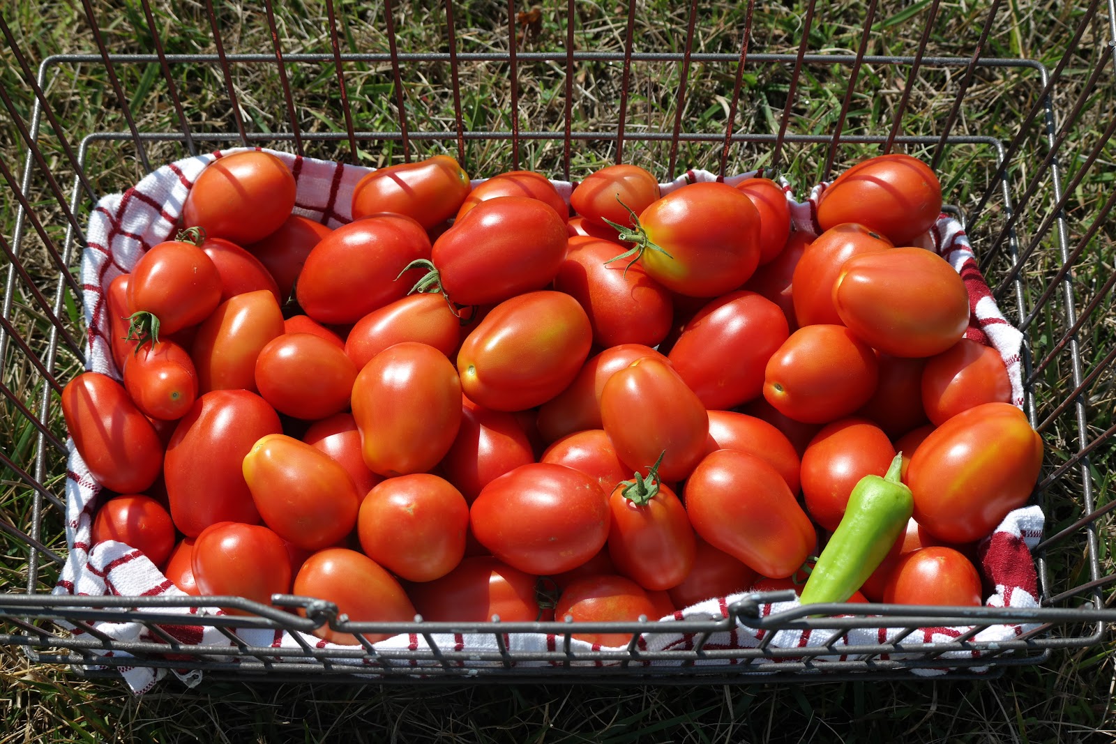 The Tech Grandma canning season! italian stewed tomatoes