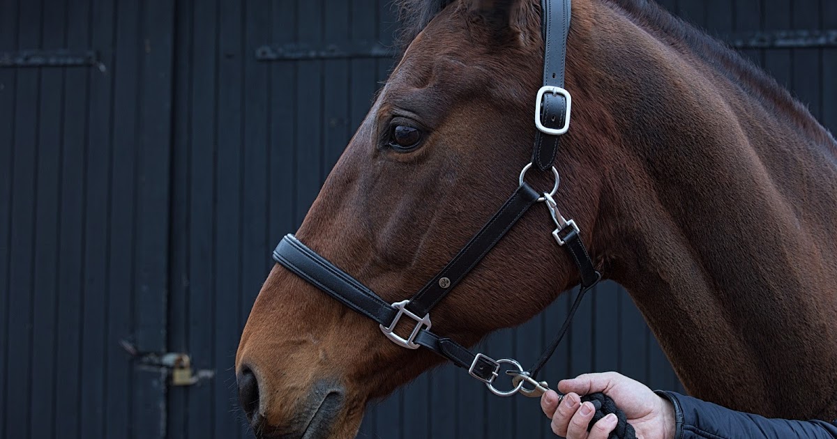 How to Help a Horse With Separation Anxiety The Rider's Reins