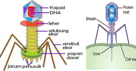 Ciri Umum dan Struktur Bakteriofage | All About Biology