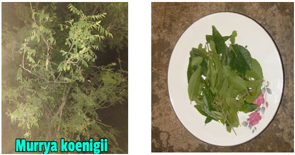 Murrya Koenigii plant