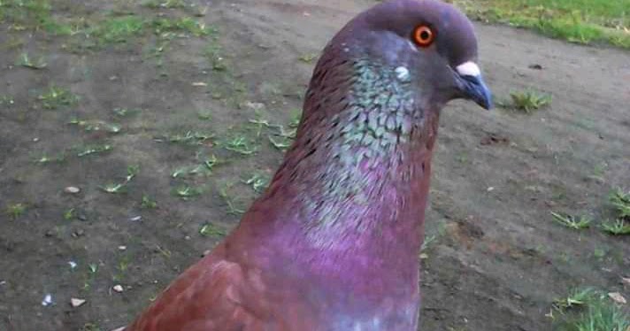 Gambar Burung Dara Bagus / 100 Nama Burung Merpati Yang Gambar Burung Dara Bagus / 100 Nama Burung Merpati Yang