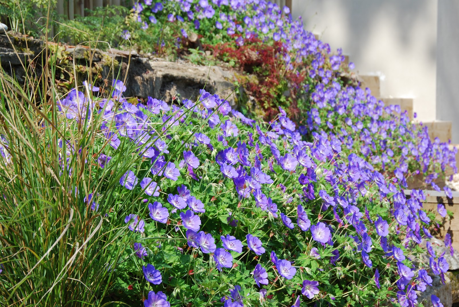 Colette Charsley Landscape Design: Matrix Planting
