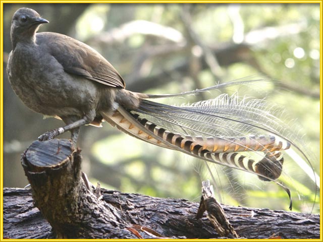 Animals Names Starting With L | Animals Name A To Z