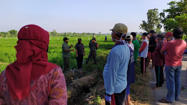Amankan Produksi Pangan, POPT, PPL dan Petani Sinergi Lakukan Gerdal OPT Tikus