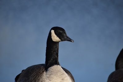 Goose