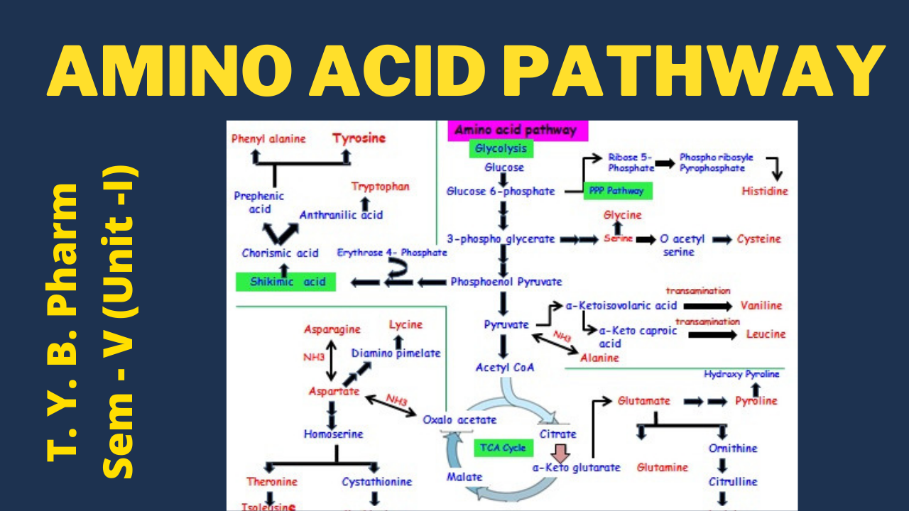 Amino acid Pathway I Pharmacognosy and Phytochemistry ( T. Y. B. Pharm