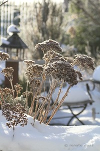 Gartenblog GeniesserGarten Winter im Garten