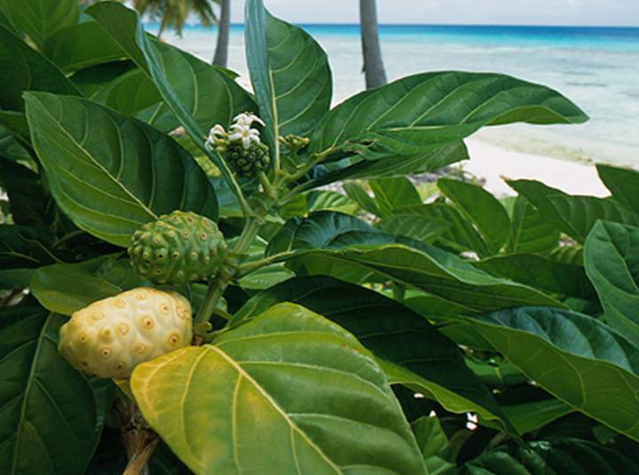 48 Morinda Noni Restores Your Pineal Gland Functions Herbal