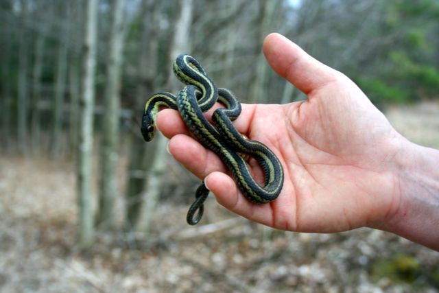 Reflections from Crumbly Acres: Snakes in Ontario