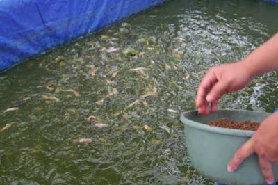 ikan lele Panduan Lengkap Budidaya Ikan Lele di Kolam Terpal Bagi Pemula